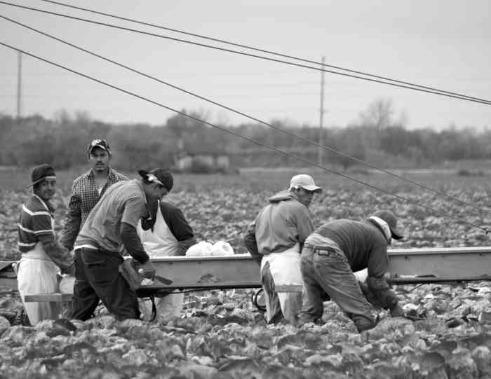 Migranter skördar kål i Ohio, USA. De papperslösa, invandrare utan rättigheter, betalar sig bäst. Bild: Bob Jagendorf. CC BY-NC 2.0