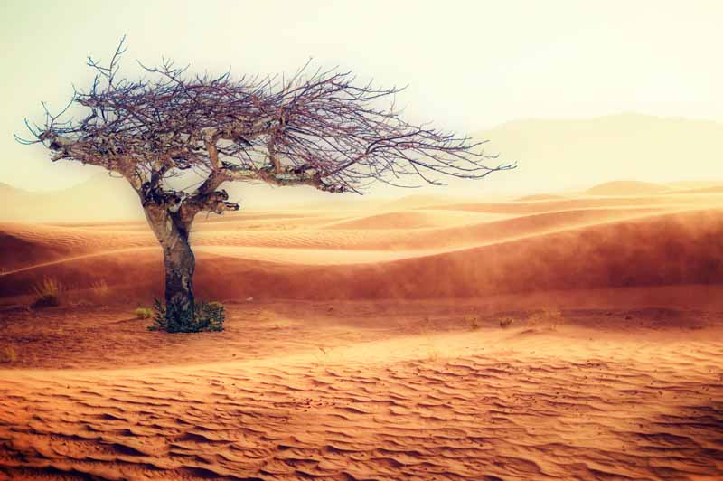 Foto:Bofa/shutterstock